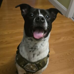 Unliated Live Starts